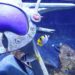 ドバイにあるアトランティス遺跡の水族館が凄い！ Lost Chambers Aquarium