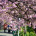 早咲きの濃いピンク「河津桜」を見に行こう！河津町は麗らかな春の訪れを感じるベストスポット！