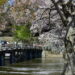 「彦根城」で観る満開の桜が美しい！実は京都よりもおススメ！