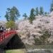 桜の名所：ソメイヨシノ満開の「弘前城」レポート！